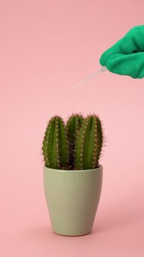 Close-Up Of Green Gloved Hands With Pipette Putting Water Drops On Potted Cactus On Pink Background, Vertical Video, Abstract Video, Modern Trendy  