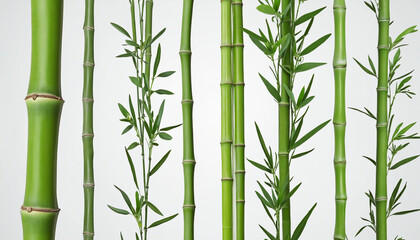 collection of bamboo stalks isolated on a transparent background