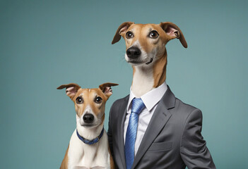 animal pet dog concept Anthromophic friendly Greyhound dog wearing suite formal business suit pretending to work in coporate workplace studio shot on plain color wall