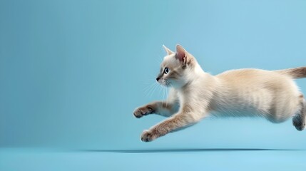 Siamese Cat Jumping on Blue Background 