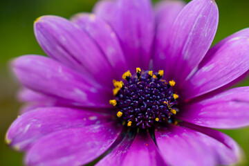 Nature's Artistry: Close-Up Macro Flower Pattern Photography