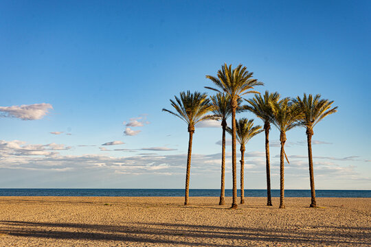 Palmeras en Playa serena de Roquetas de Mar