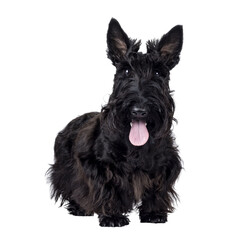 Adorable young solid black Scottish Terrier dog, standing up facing front. Ears eract, tongue out,...