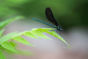 Dragon fly sits on a leaf