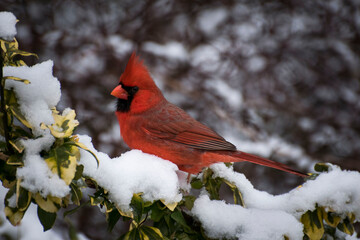 Red Male Northern Cardinal