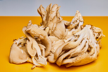 mushrooms (Pleurotus) growing on a table in the kitchen.