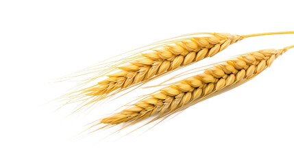 Ear of Wheat Realistic Portrait Isolated On Transparent Background Or PNG Background.