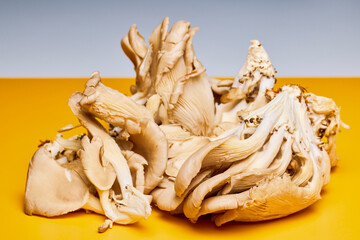 mushrooms (Pleurotus) growing on a table in the kitchen.
