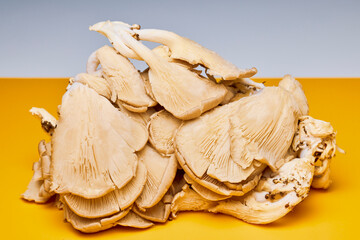 mushrooms (Pleurotus) growing on a table in the kitchen.
