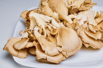 mushrooms (Pleurotus) growing on a table in the kitchen.