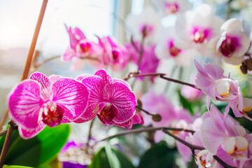 Blooming phalaenopsis orchids. White, purple, pink, orange, red orchids blossom on window sill....