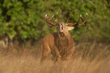red deer stag in forest