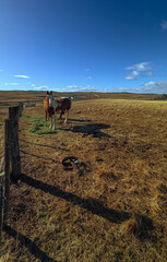 Obraz premium Horses grazing on the farm