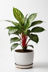 Obraz premium Isolate Chinese Evergreen plant against white wall, indoor plant decoration mock up