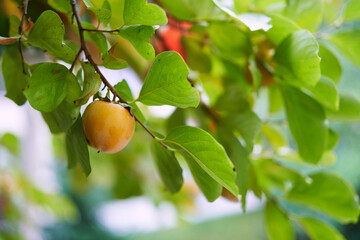 Ripe orange persimmon among dense green foliage on a tree branch