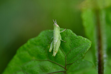 Close-up view of grasshopper on green leaves
