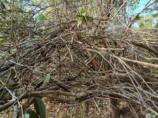 In botany, a tree is a perennial plant with an elongated stem, or trunk, usually supporting branches and leaves. 