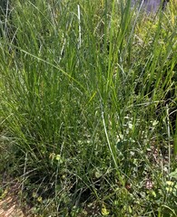 grass in the morning