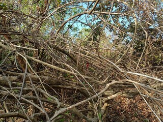 In botany, a tree is a perennial plant with an elongated stem, or trunk, usually supporting branches and leaves. 