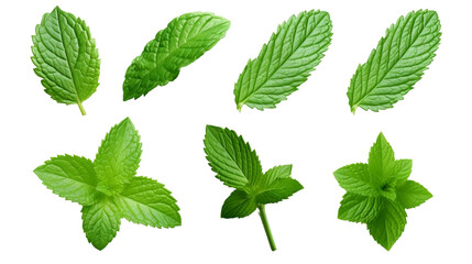 fresh mint leaves Isolated On Transparent Background Or PNG Background.