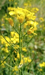 This is a pic of Mustard flowers.