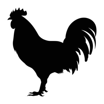 Chicken silhouette. Hen silhouette isolated vector Illustration