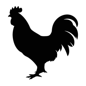 Chicken silhouette. Hen silhouette hand drawing vector design. Rooster silhouette vector