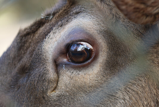 Wapiti - Cervus canadensis