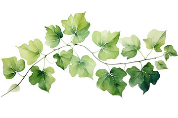 Green Leafy Branch Against White Background