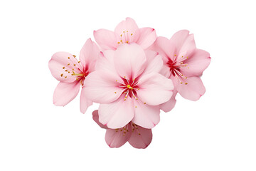 Fototapeta premium pink cherry blossom flower on white
