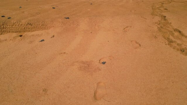 Tiny turtles running over a beach to the sea of Sao Tome, Africa - Aerial view