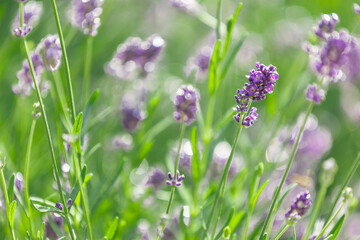 A serene field of lavender kissed by sunlight, a tranquil escape in nature's embrace.