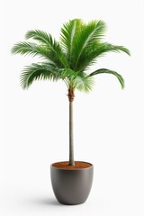 Obraz premium Isolate Green Palm Tree against white wall, indoor plant decoration mock up