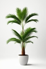 Fototapeta premium Isolate Green Palm Tree against white wall, indoor plant decoration mock up