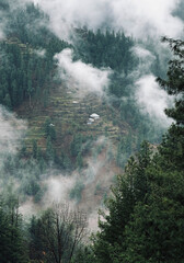 Trees, Khyber Pakhtunkhwa, Pakistan
