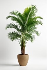 Fototapeta premium Isolate Green Palm Tree against white wall, indoor plant decoration mock up
