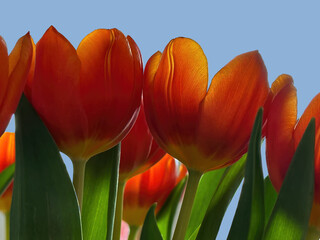 Obraz premium Tulips - tenderness and brightness in each petal. They have just blossomed towards the sun.