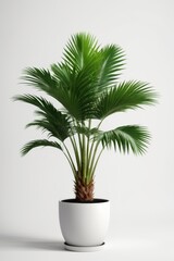 Isolate Green Palm Tree against white wall, indoor plant decoration mock up
