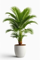 Obraz premium Isolate Green Palm Tree against white wall, indoor plant decoration mock up
