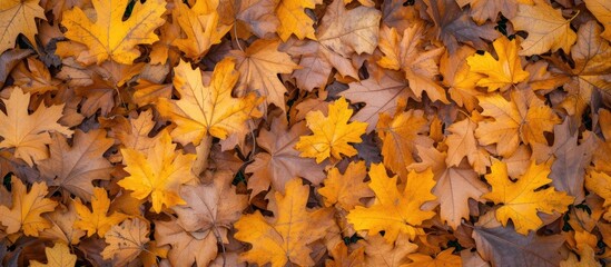 A collection of oak leaves, with a yellow hue, scattered and piled on the ground in a park or forest. The leaves are bunched together, forming a textured carpet on the forest floor.