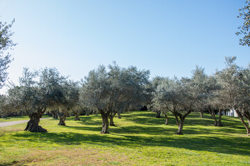 Rows of olive trees in a sunny day.