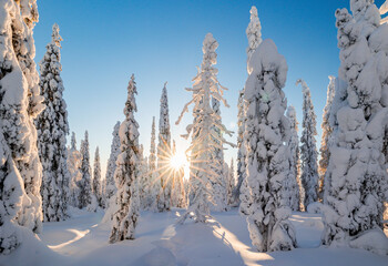 winter landscape with snow