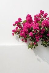 Naklejka premium Isolate Bougainvillea aka Paper Flower plant against white wall, indoor plant decoration mock up