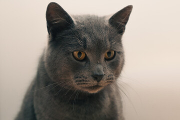 Portrait of a gray shorthair British cat. A beautiful cat advertises food.