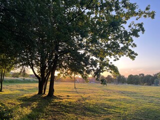 Sunrise in the park.