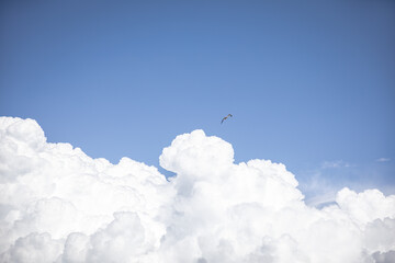 Huge white cumulus cloud against blue sky