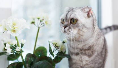Scottish breed cat sniffs a white flower on windowsill