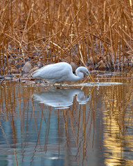 冬の川で餌を探すダイサギ