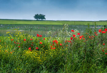 poppies and yellow flowers at the foreground and alone tree on the horizon of fields