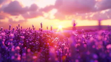 lavender field at sunset
